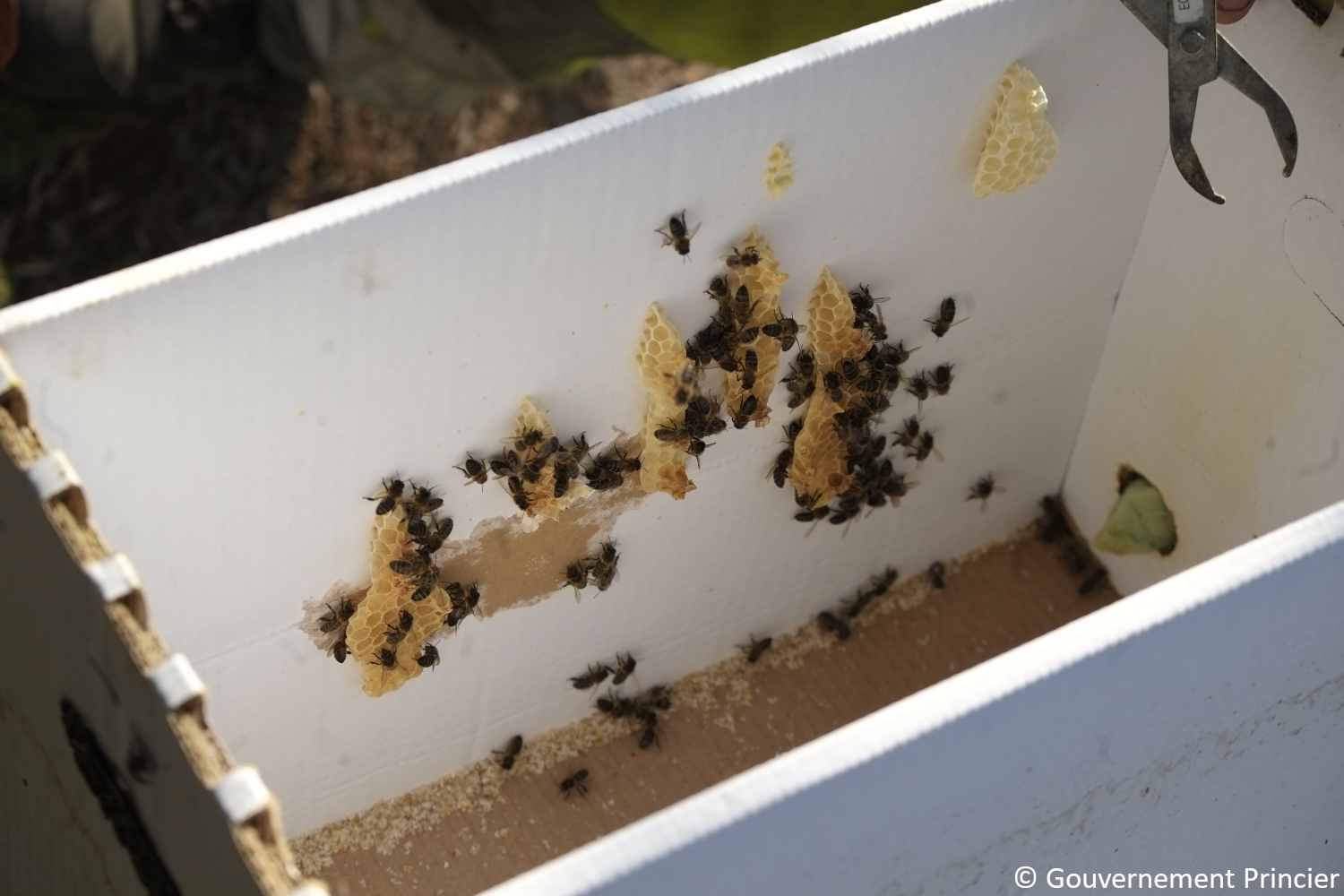 Construction de nouvelles alvéoles dans la boite de transport des abeilles