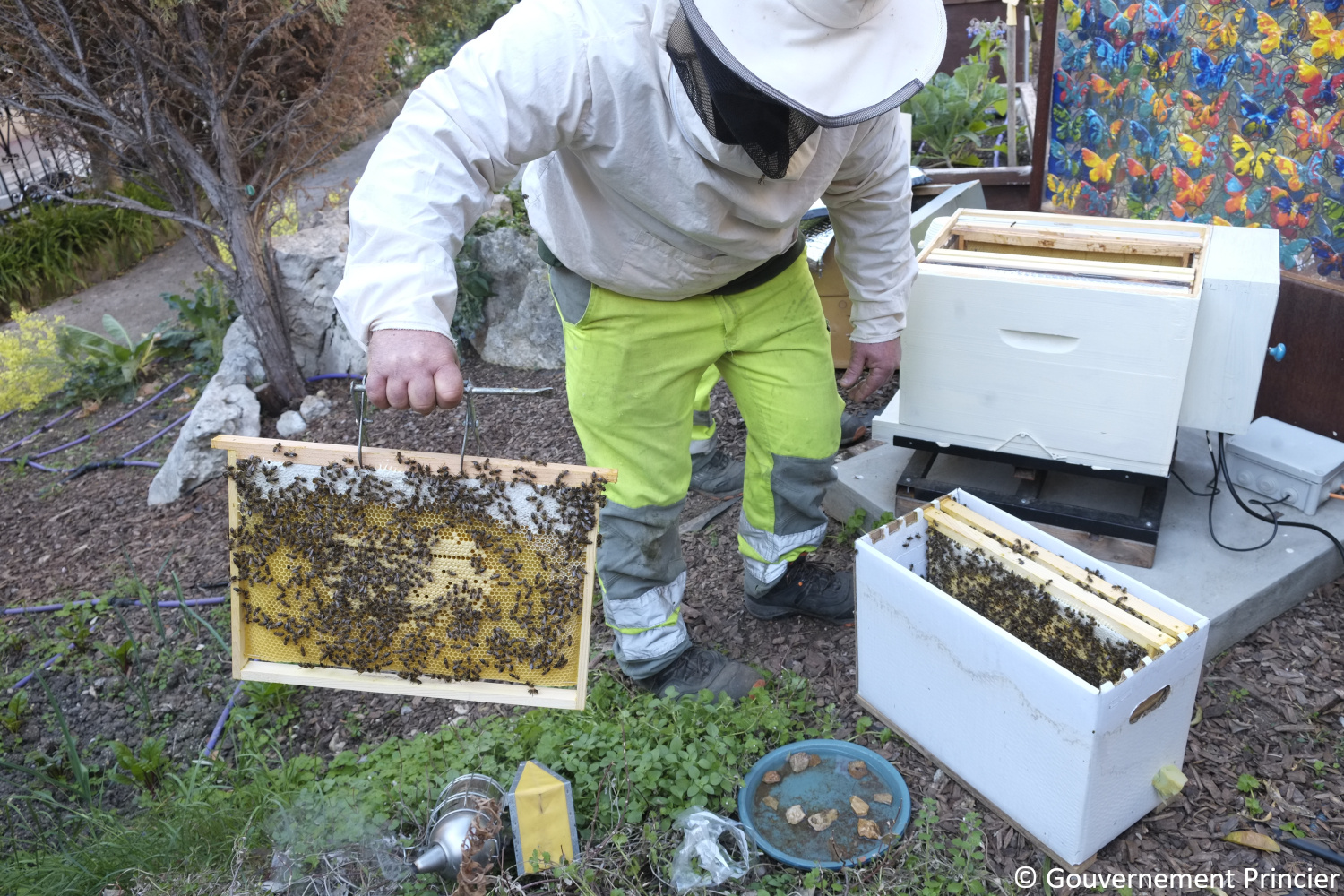 Installation de l'essaim dans la ruche de la fondation Prince-Albert-II-de-Monaco