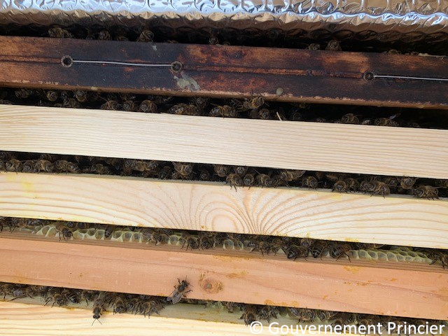 Les abeilles dans leur nouvelle ruche