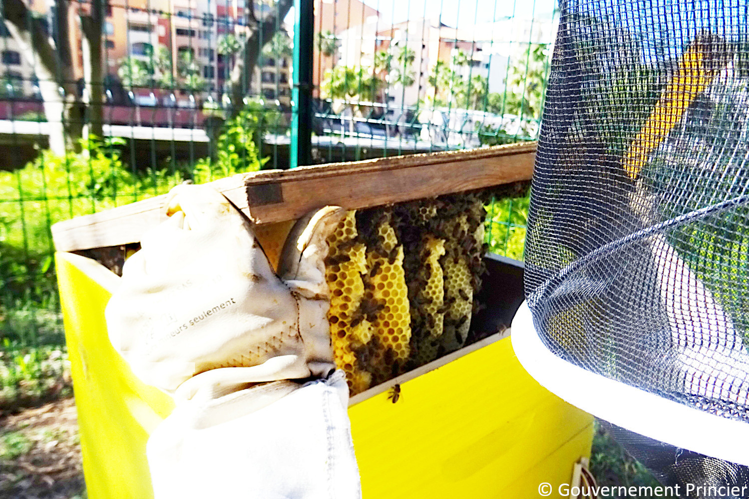 Construction de rayons dans la hausse de ruche avant la disposition de cadres de hausse