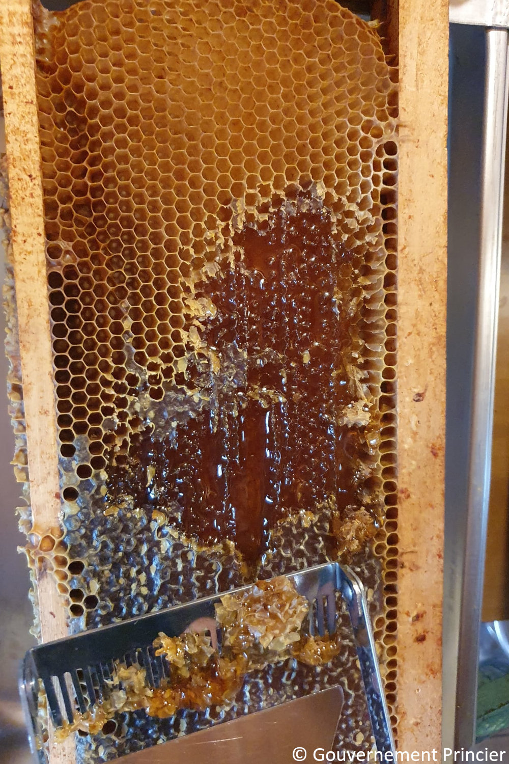 Retrait des opercules des alvéoles contenant le miel