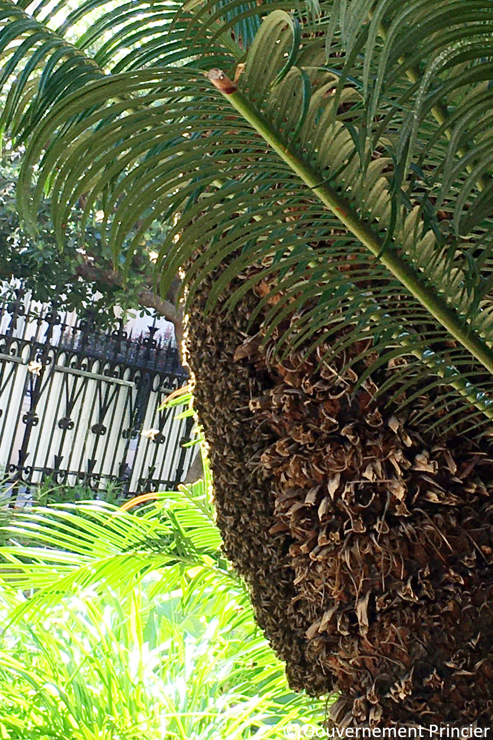 Essaimage naturel de la ruche de la fondation Prince-Albert-II-de-Monaco